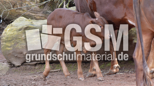 Watussi-Rind (3).jpg